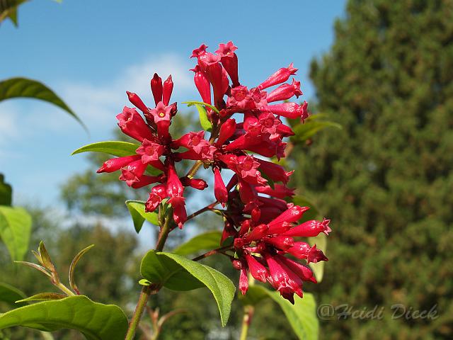 Cestrum elegans var elegans.jpg